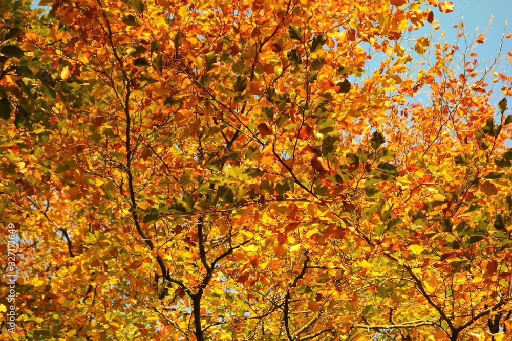 Autumn Leaves Background. Autumn Leaves Background.