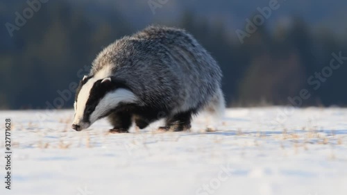 Cute badger (Meles Meles) running on meadow covered with snow at sunrise
