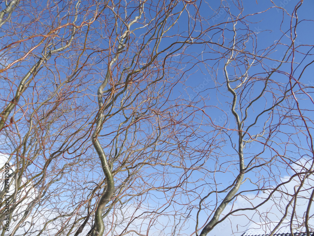 twisting willow branches against the blue sky and clouds twisting willow branches against the blue sky and clouds