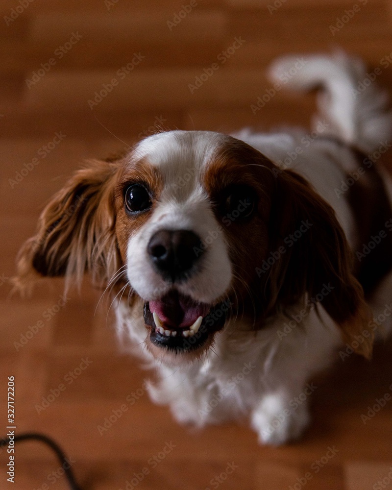 Fototapeta premium big smile dog