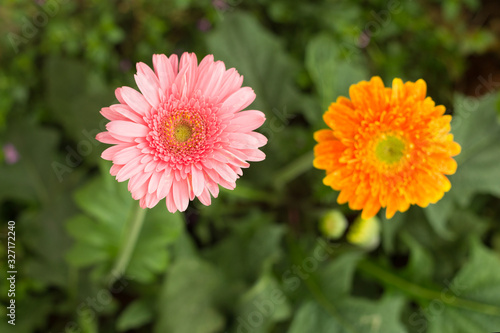 Pink and orange gerbera daisy flower on blur green leaves and colorful flowers background.