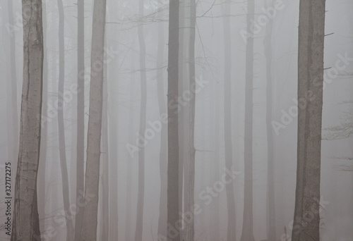 zamglony szary krajobraz z tonącym we mgle lasem pni drzew