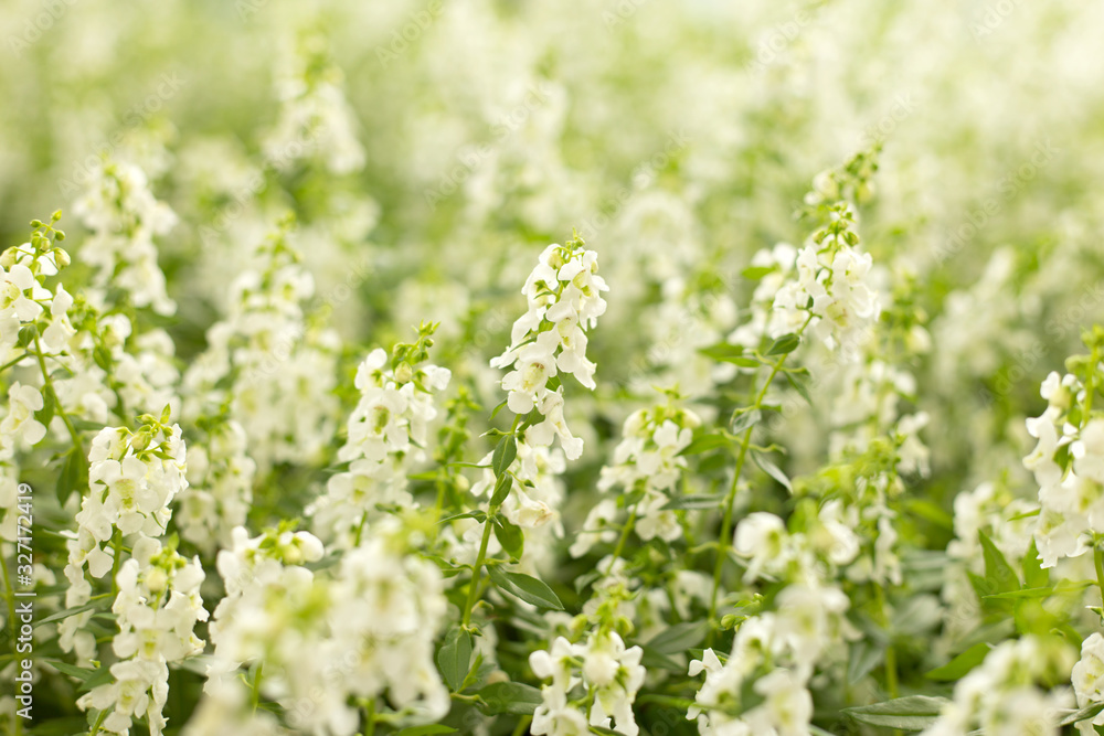 White flower field. Floral spring blur background. White flower field. Floral spring blur background.