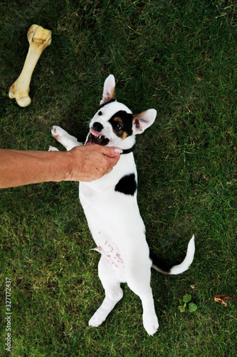 Szczeniak Jack Russell terier bawi się z własciecielm na podwórku photo