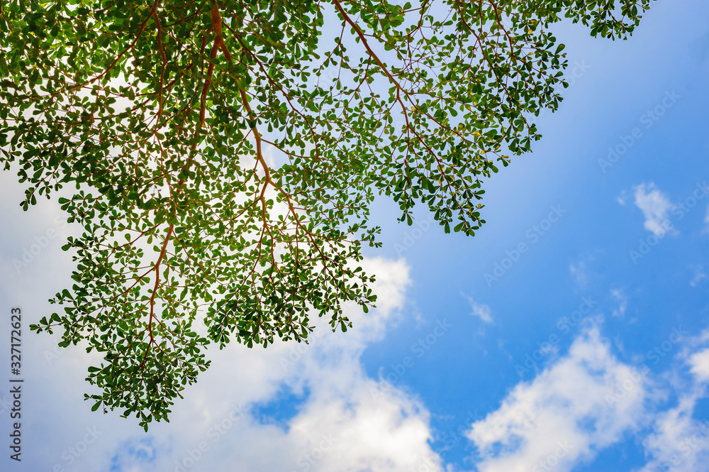 Fototapeta premium green leafs tree with the blue sky and white cloud background/beautiful green leafs