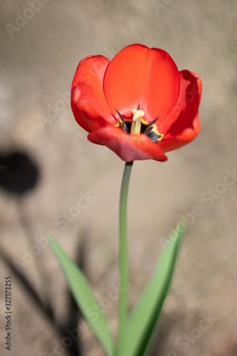 rote Tuple mit Schatten auf braunem Acker Boden