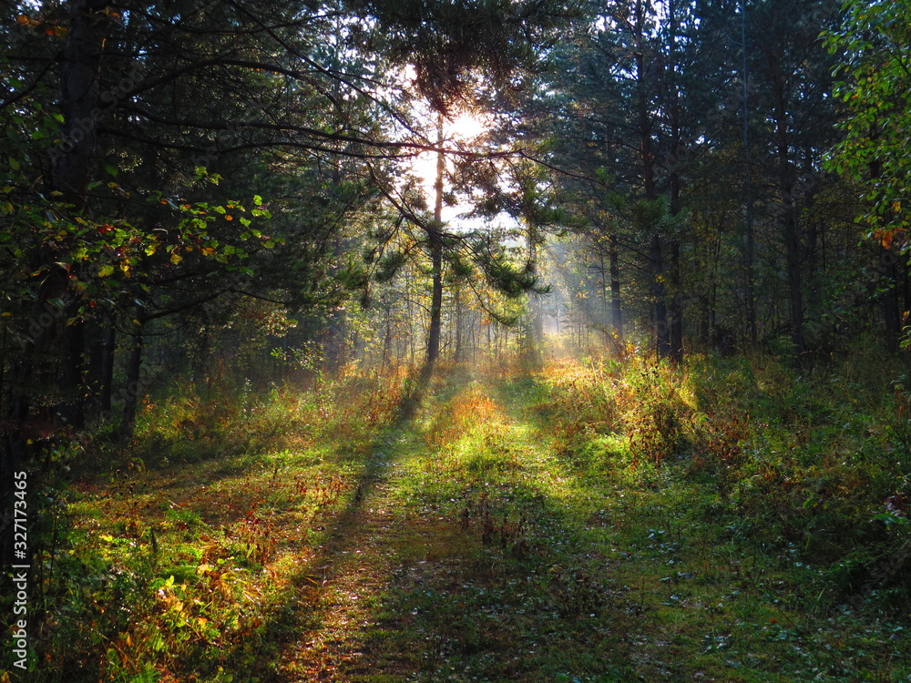Fototapeta premium early summer dawn, the sun shines between the trees