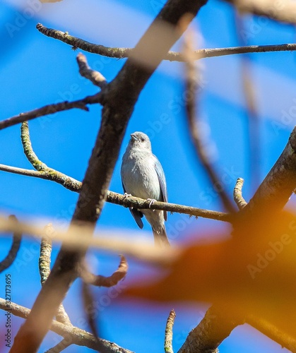 bird on branch