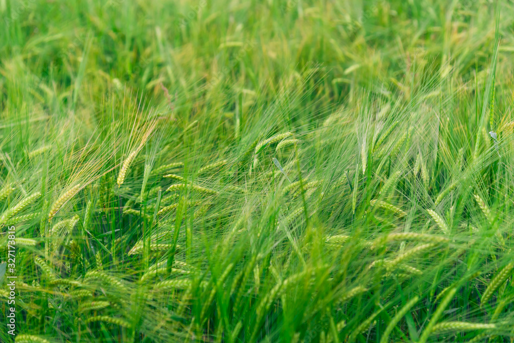 Green wheat field on sunny day in summer day.