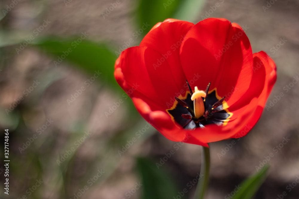 rote Tulpe von oben auf dunklem unscharfen Boden