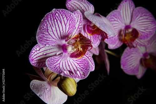 Studio shot of isolated orchid  white and pink flower blossom with water drops illuminated by blue artificial light