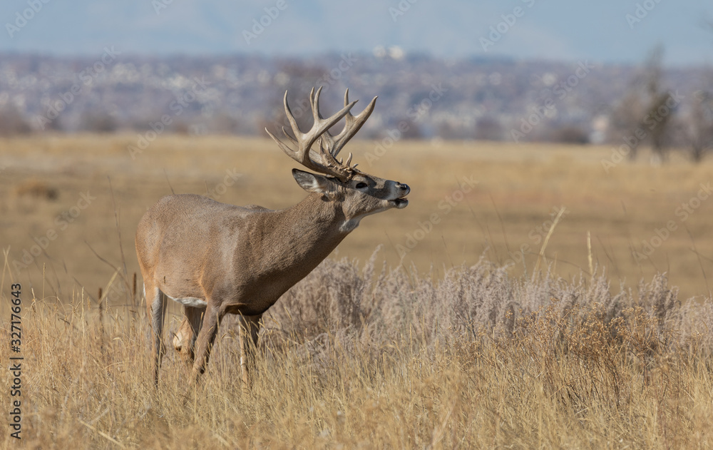 Buck Whitetail Deer in the Rut in Colorado in Autumn Buck Whitetail Deer in the Rut in Colorado in Autumn