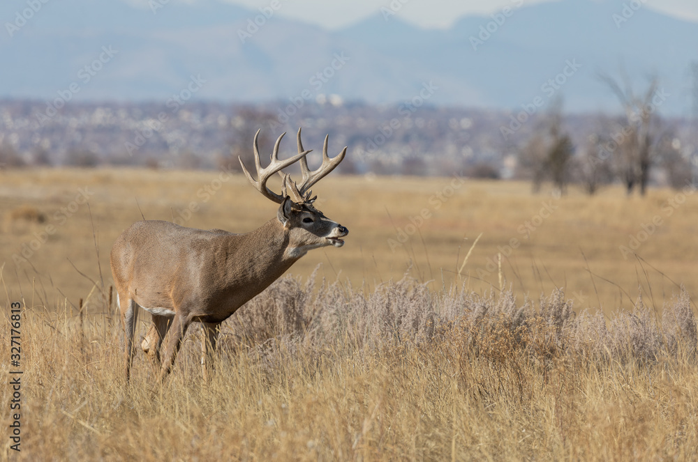 Buck Whitetail Deer in the Rut in Colorado in Autumn Buck Whitetail Deer in the Rut in Colorado in Autumn