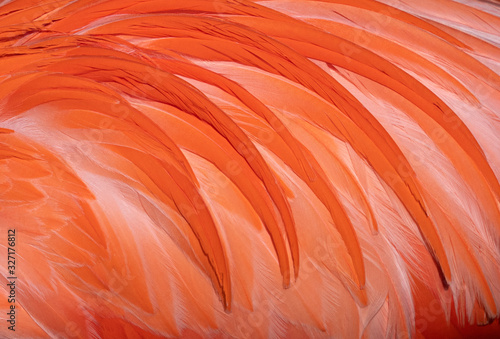 Background image, feathers