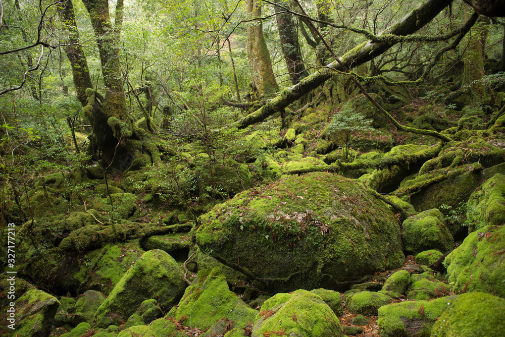 屋久島 屋久島