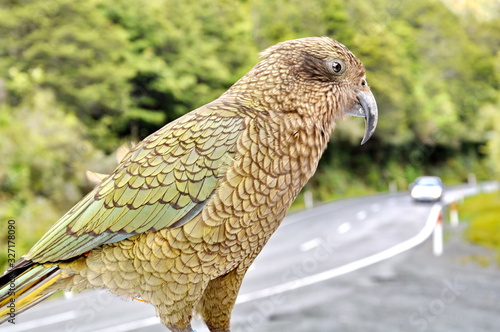 Kea Alpine Parrot on the South Island, New Zealand photo