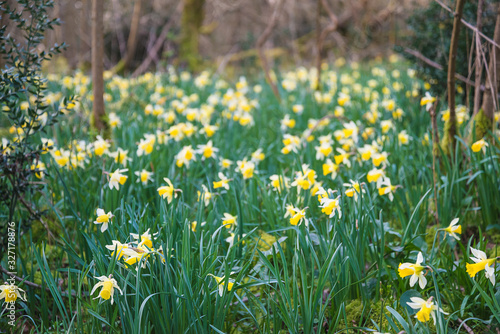 Spring forest with blooming wild daffodils