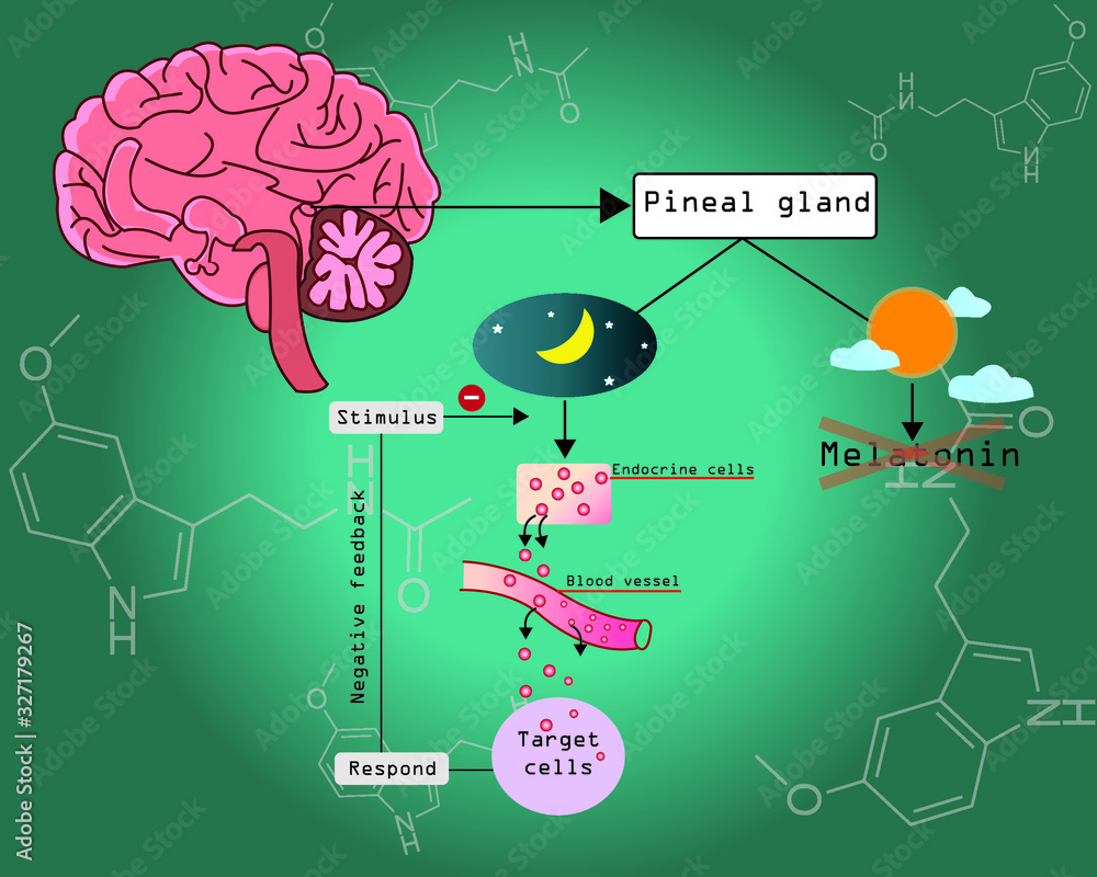 Vettoriale Stock Melatonin is a important hormone for sleep it was released  by pineal gland at night. Major hormone for circadian rhythm. Melatonin  pathway. | Adobe Stock