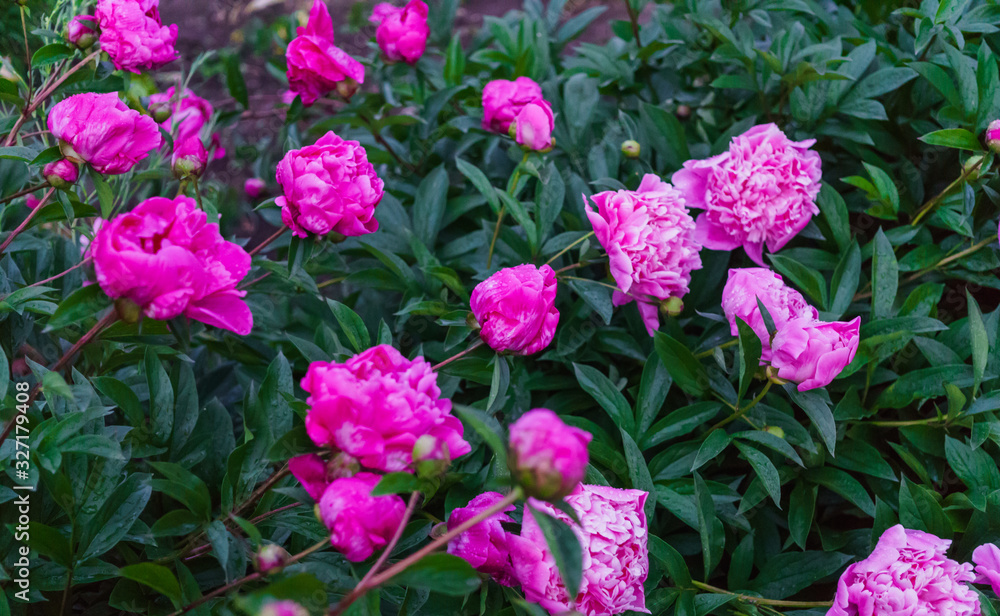 The whole bush of magnificent flowers of a pink peony in the middle of green leaves. The whole bush of magnificent flowers of a pink peony in the middle of green leaves.