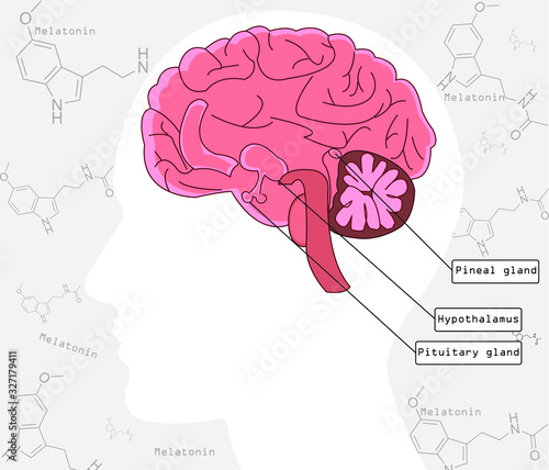 Melatonin is a important hormone for sleep it was released by pineal gland at night. Major hormone for circadian rhythm. Melatonin pathway.