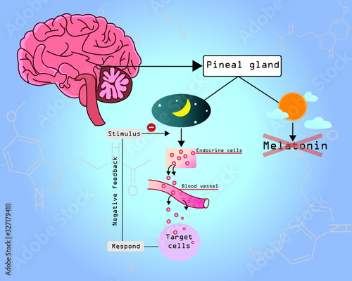 Melatonin is a important hormone for sleep it was released by pineal gland at night. Major hormone for circadian rhythm. Melatonin pathway.