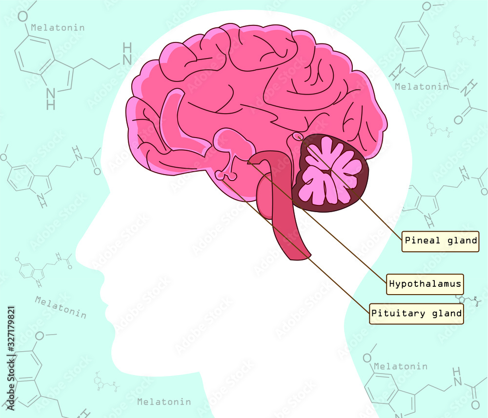 Melatonin is a important hormone for sleep it was released by pineal ...