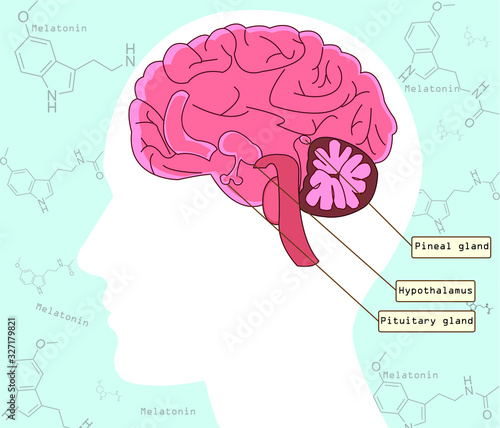 Melatonin is a important hormone for sleep it was released by pineal gland at night. Major hormone for circadian rhythm. Melatonin pathway.