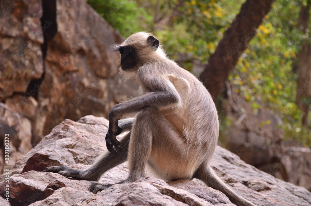 Alone sad monkey