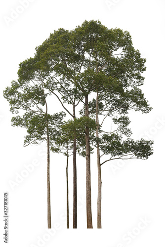 tree isolated on white background