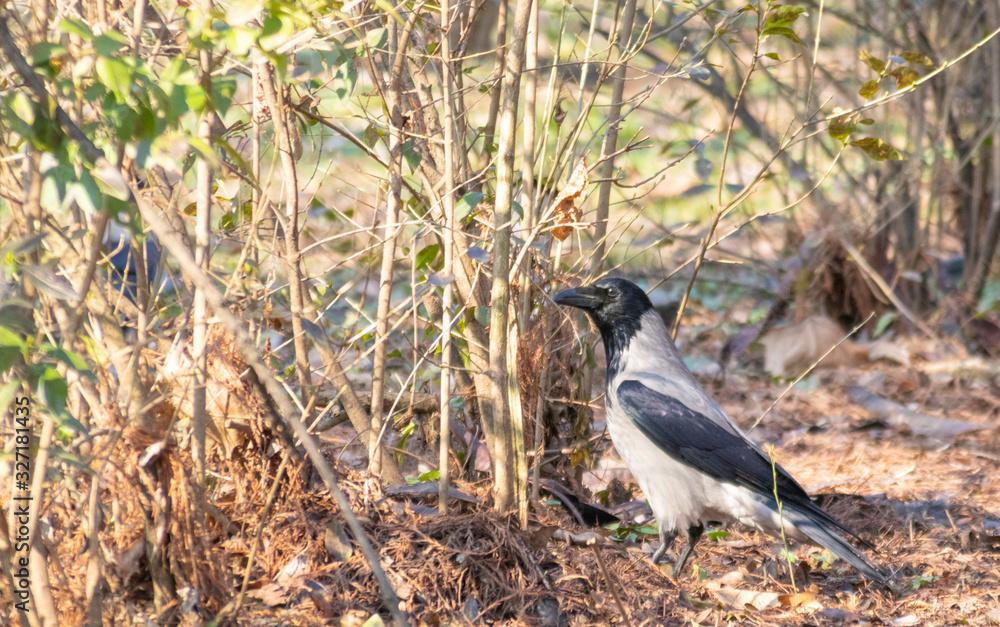 Fototapeta premium Beautiful crow in the nature, wildlife in park 