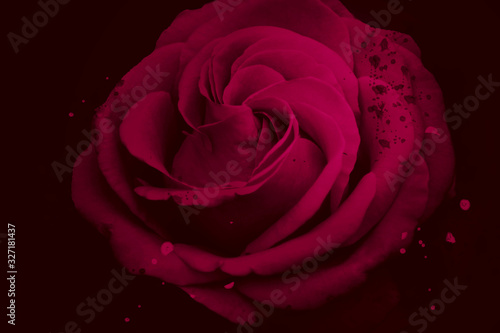 Fototapeta Naklejka Na Ścianę i Meble -  Pink Rose Image