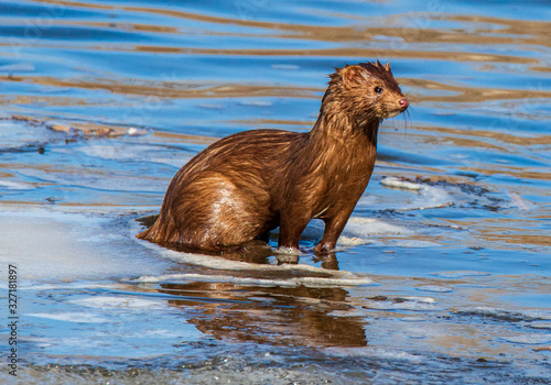 mink in water
