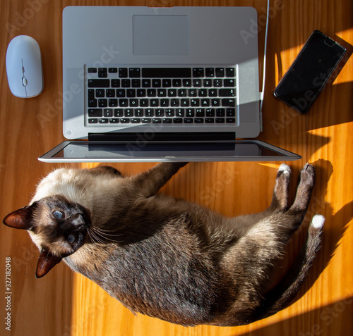 Gato siamés con ordenador, smartphone y mouse sobre mesa madera