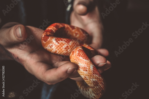 Snake in the hands.