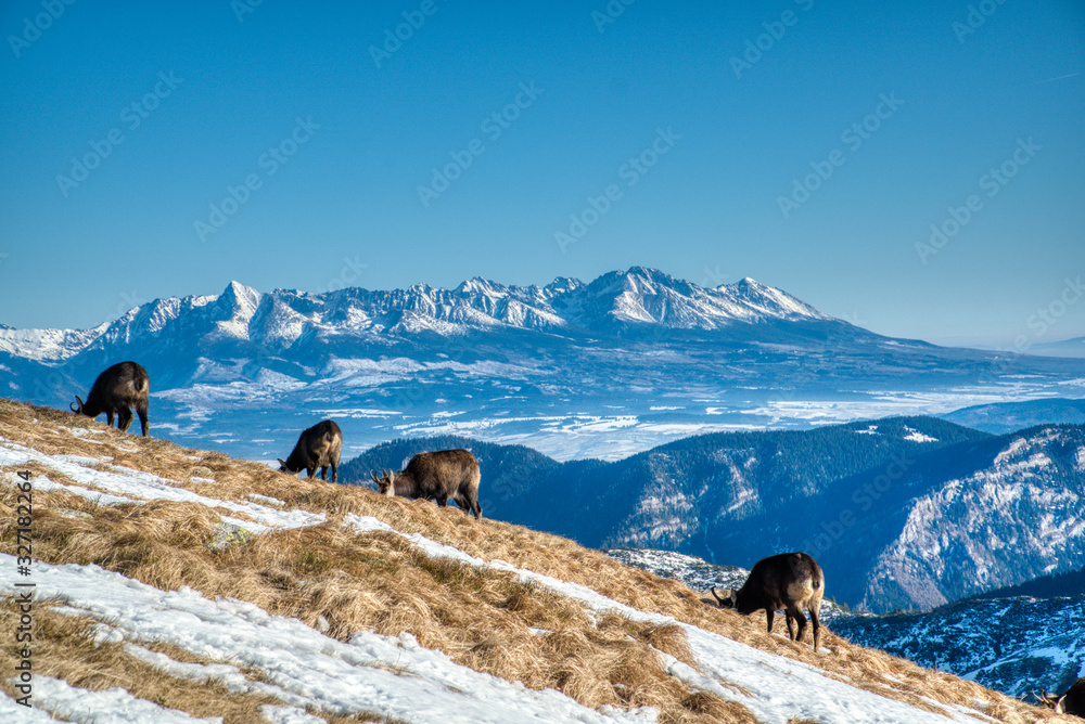 Mountain goats on mountain ridge graze in winter and in background is seen High Tatras, Slovakia Low Tatras