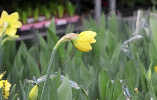daffodils seedlings in the store. Flowers for planting. Waiting for spring