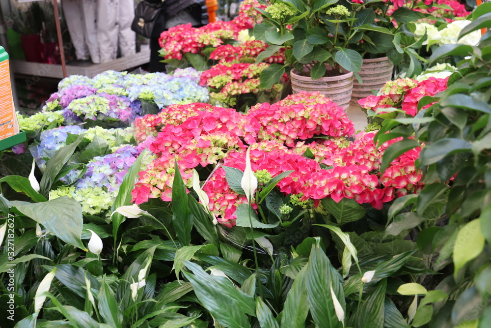 custom made wallpaper toronto digitalhydrangea flower seedlings close-up in a store