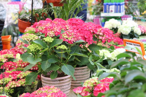 Wallpaper Mural hydrangea flower seedlings close-up in a store Torontodigital.ca