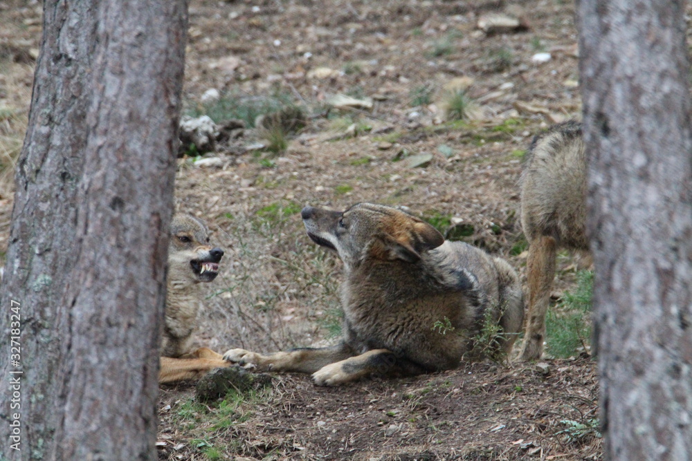 Naklejka premium Beautiful iberian wolves in the mount playing in herd preparing the Hunt