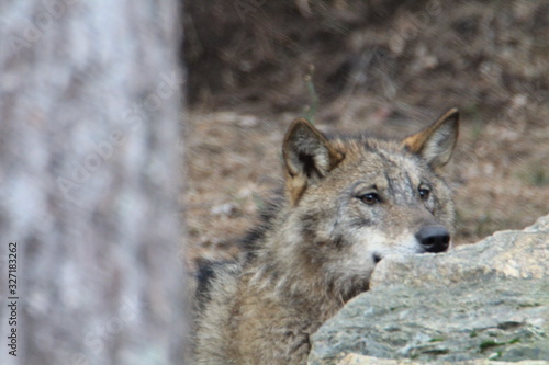 Beautiful iberian wolves in the mount playing in herd preparing the Hunt