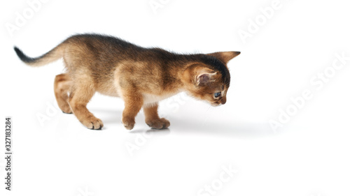 The little kitten is sneaking. Studio photo on a white background. Isolate. Brown purebred abessin kitten. Side view.