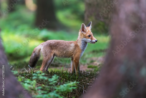 Red Fox. The species has a long history of association with humans.The red fox is one of the most important furbearing animals harvested for the fur trade. Largest of the true foxes © vaclav