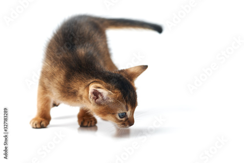 Little brown kitten with blue eyes. Studio photo on a white background. Isolate. Abessian thoroughbred kitten sniffs the floor. Side view. Cat food concept.