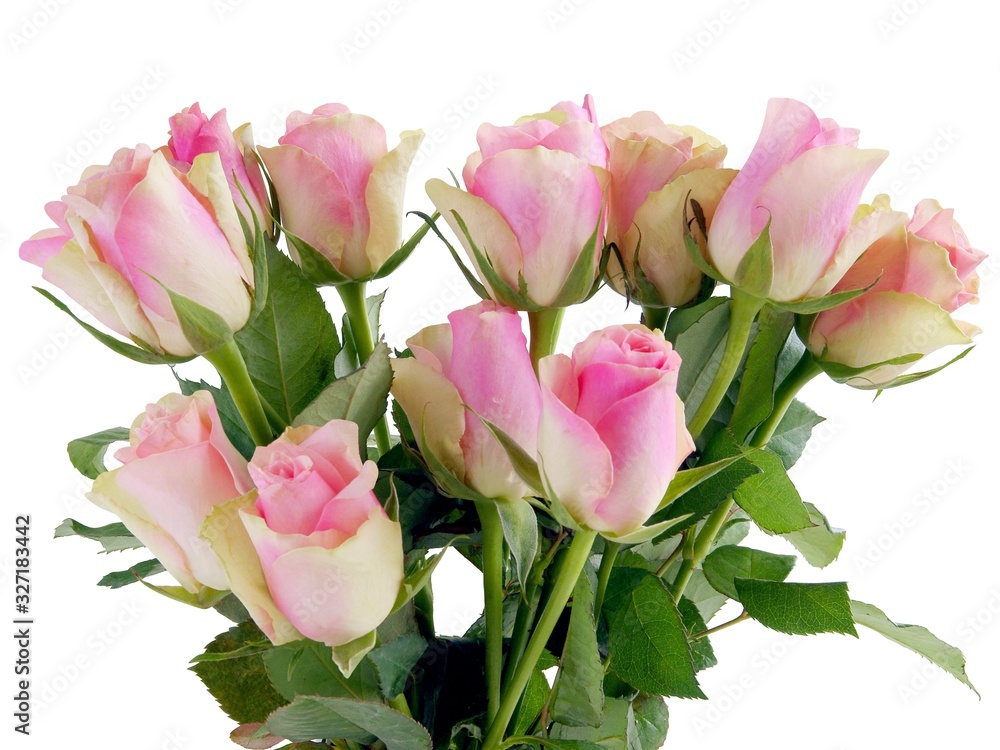 pretty pink roses close up isolated pretty pink roses close up isolated