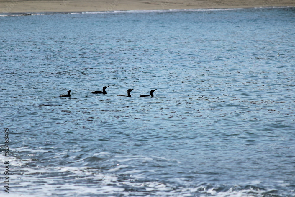 Naklejka premium 海を泳ぐ鳥の家族