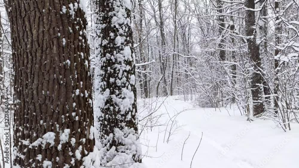 Snow weather forest on white sunny winter mood day Snow weather forest on white sunny winter mood day