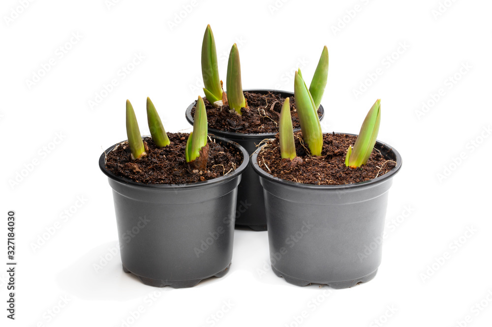 Tulip sprouts in black plant pots isolated on white Tulip sprouts in black plant pots isolated on white