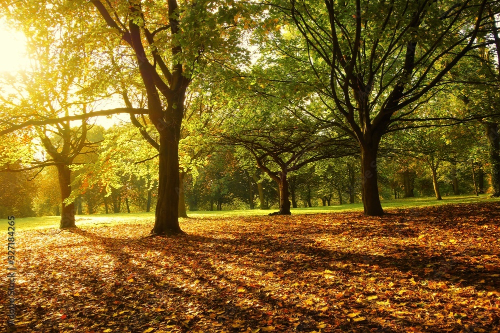 Sunlit Autumn scene in the park.