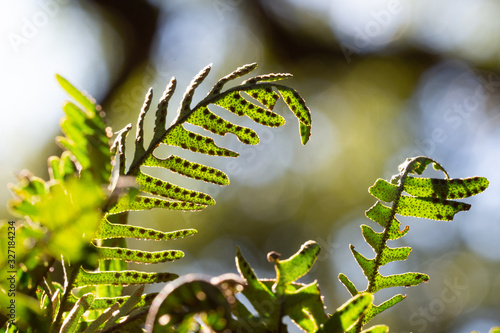 Resurrection fern sori photo