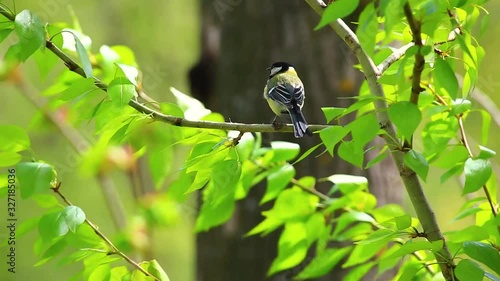 Blue Tit sits on a branch among the foliage in the forest and sings a song. Cyanistes caeruleus